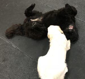 Newfoundland and Golden Retriever playing at Dawg Gone It Doggie Daycare in Monterey.