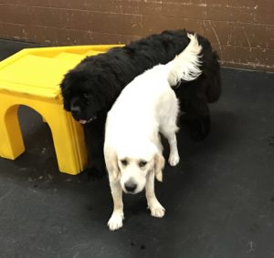 Newfoundland and Golden Retriever being best friends at Dawg Gone It dog daycare in Monterey.