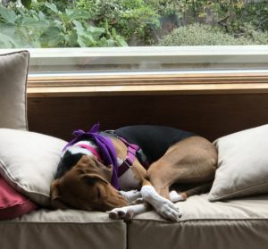 Treeing Walker Coonhound takes a nap.
