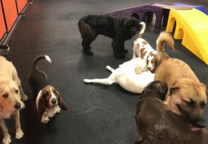 Newfoundland in group of playing dogs at Dawg Gone It dog daycare in Monterey.