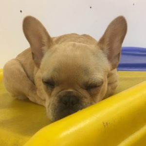 Tiny French Bulldog at Dawg Gone It doggie daycare and lodging