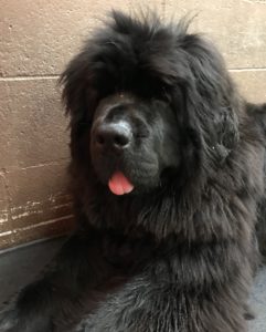 Newfoundland relaxing in the corner at Dawg Gone It doggie daycare in Monterey.