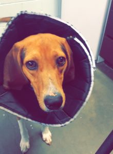 Treeing Walker Coonhound in Cone at Dawg Gone It dog kennel in Monterey.
