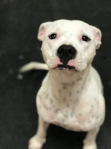 Super adorable white pitt bull mix at Dawg Gone It dog daycare in Monterey.