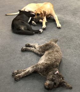 Border Collie Mix Cuddles with Great Dane at Dawg Gone It doggie daycare in Monterey.