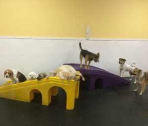 Jack Russell has lots of friends at Dawg Gone It dog kennel in Monterey,