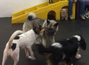 Jack Russel Mix and Norwegian Elk Hounds being friends at Dawg Gone It dog daycare in Monterey.