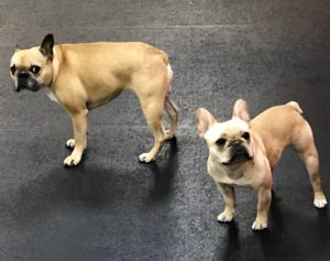 French Bulldog teaches a puppy the ways of the world at Dawg Gone It doggie daycare in Monterey.