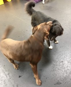 Border Collie Mix and Chocolate Lab play together at Dawg Gone It doggie daycare in Monterey