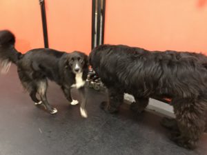 Border Collie Mix and Newfoundland are fond of each other at Dawg Gone It Dog Lodging in Monterey
