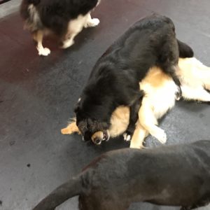 Border Collie Mix REALLY loves Golden Retriever at Dawg Gone It dog kennel in Monterey