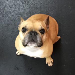 French Bulldog begging for attention at Dawg Gone It dog daycare in Monterey.