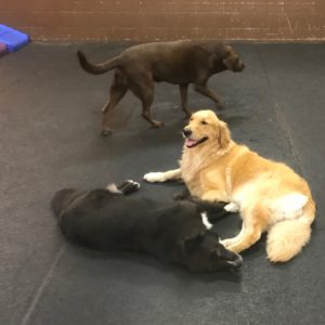 Border Collie Mix and Golden Retriever love each other at Dawg Gone It dog lodging in Monterey