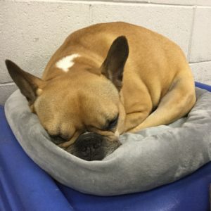French Bulldog taking a nap at Dawg Gone It dog boarding in Monterey.