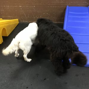 Golden retriever and Newfoundland butts at Dawg Gone It doggie daycare in Monterey.