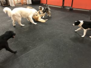 Big dog play group at Dawg Gone It dog kennel in Monterey.