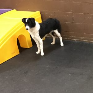 Border collie looking regal at Dawg Gone It doggy daycare in Monterey.