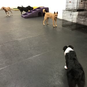 Dogs face off at Dawg Gone It doggie daycare in Monterey