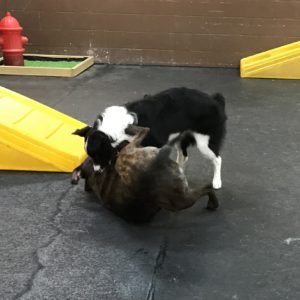 Border collie and cane corso mix wrestle at Dawg Gone It dog daycare in Monterey