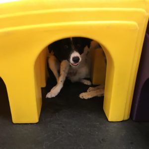 Border Collie Having Fun at Dawg Gone It Dog Daycare in Monterey