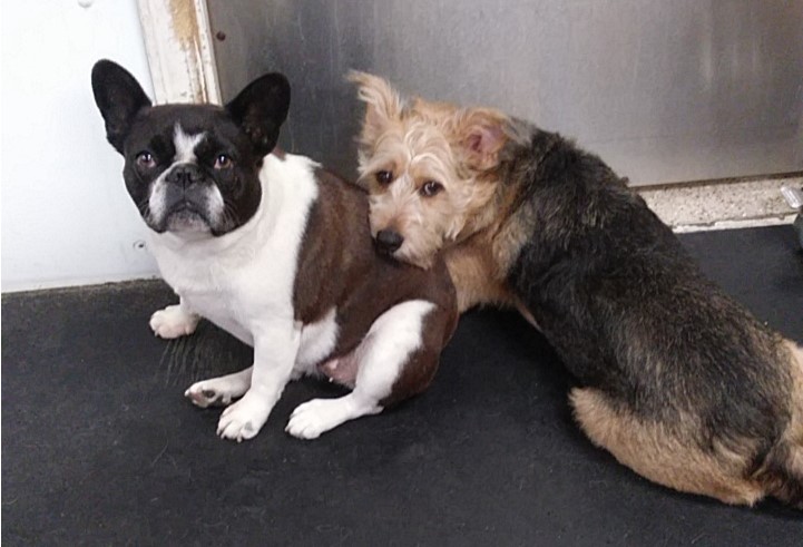 Tanner and Betty catch a quick cuddle at Dawg Gone It dog daycare in Monterey!