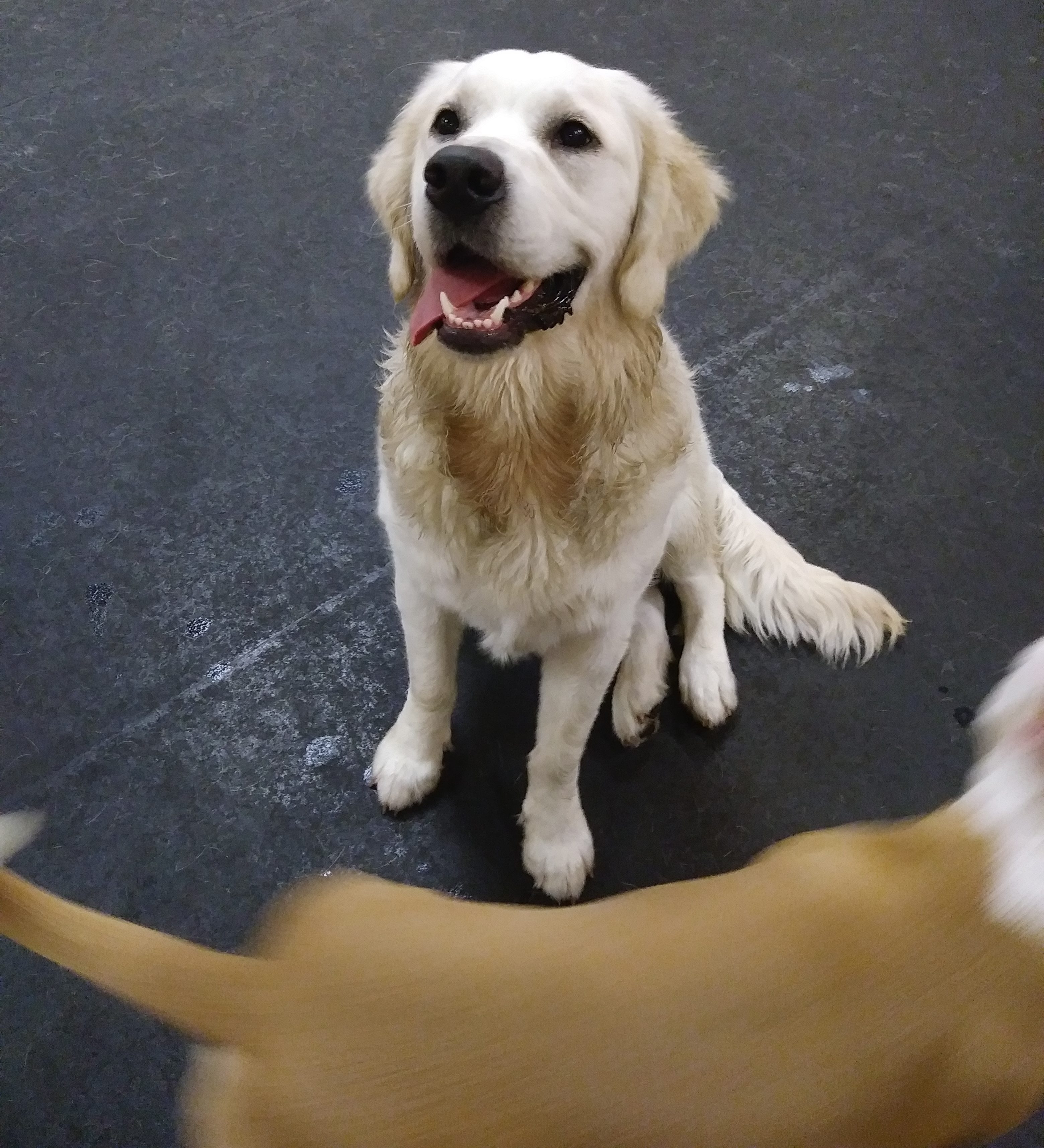 Adorable golden retriever at Dawg Gone It Doggie Daycare in Monterey.