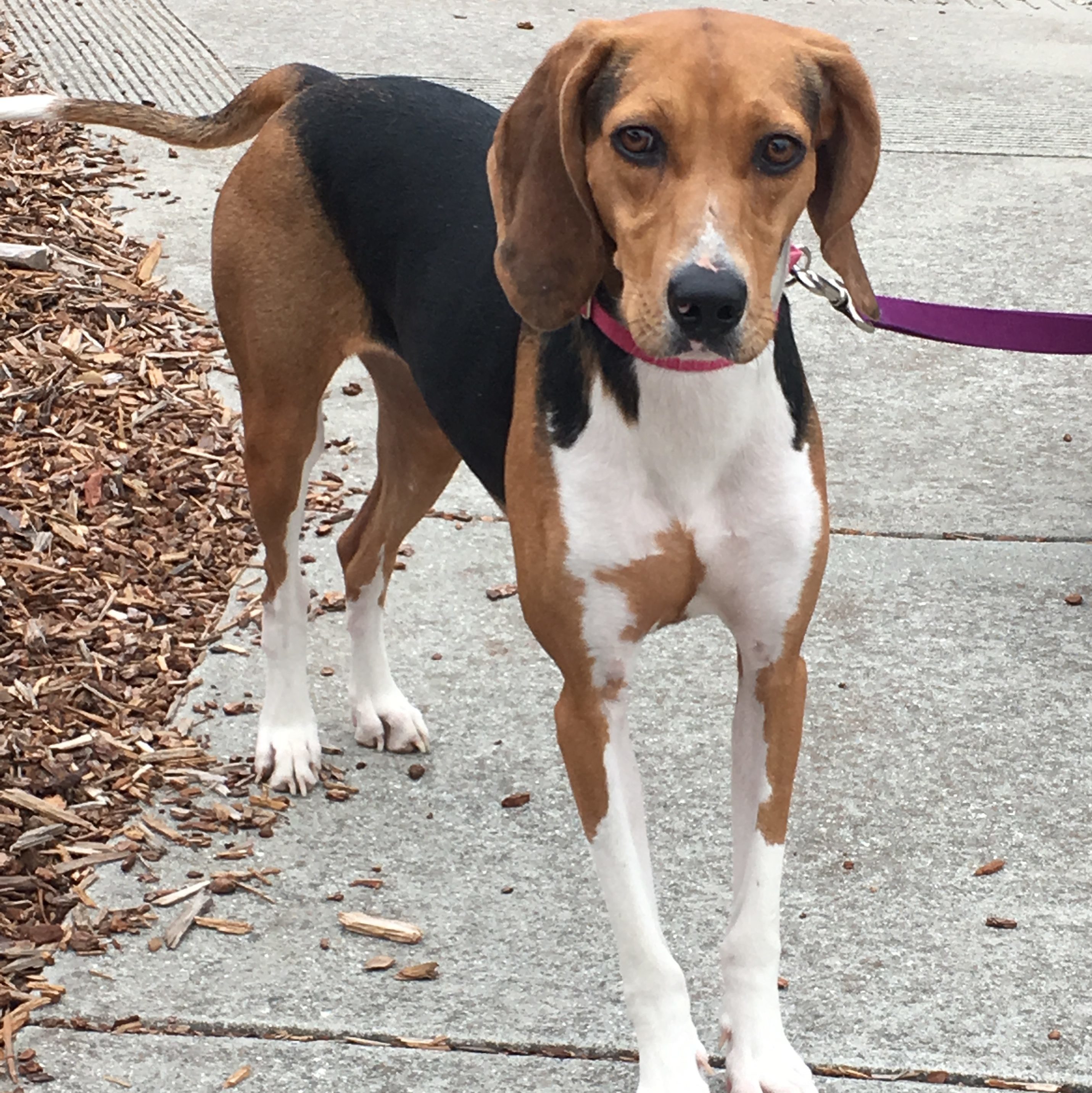 Treeing Walker Coonhound at Dawg Gone It dog lodging in Monterey.