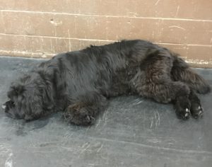 Newfoundland takes a nap at Dawg Gone It dog daycare in Monterey.