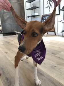 Treeing Walker Coonhound with huge ears.