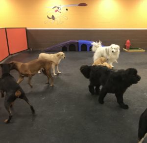 Newfoundland having fun at Dawg Gone It doggie daycare in Monterey.