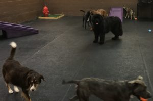 Newfoundland with tongue hanging out at Dawg Gone It dog kennel in Monterey.