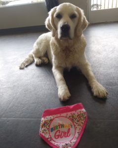 Golden retriever has a birthday photo taken at Dawg Gone It dog lodging in Monterey.