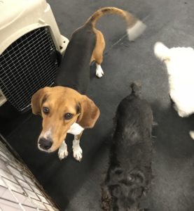 Treeing Walker Coonhound wags it tail at the camera.