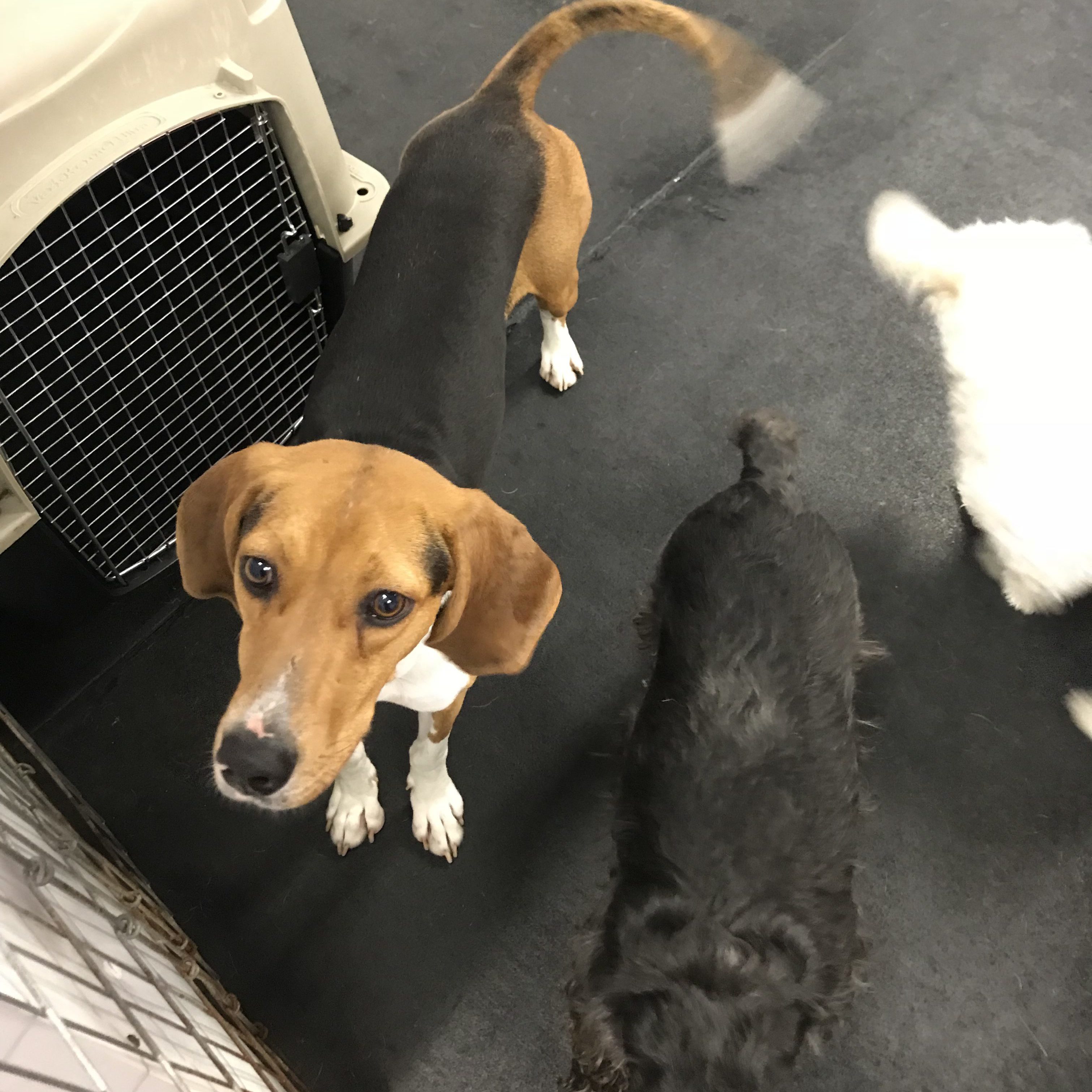 Treeing Walker Coonhound wags it tail at the camera.