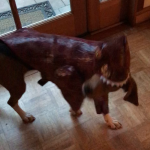 Treeing walker coonhound dressed as a dinosaur.