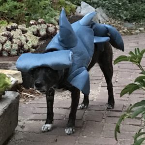 Black lab mix dressed as a shark.