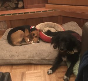 Treeing walker coonhound naps with papillon mix.