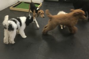 Treeing walker coonhound hangs with her friends.