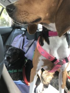 Treeing walker coonhound sits on a black lab mix during a car ride.