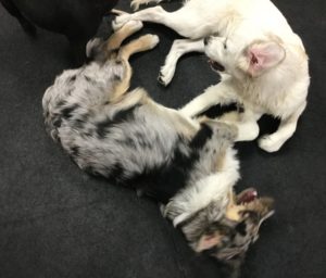 Golden retriever and Australian shepherd play at Dawg Gone It dog daycare in Monterey.