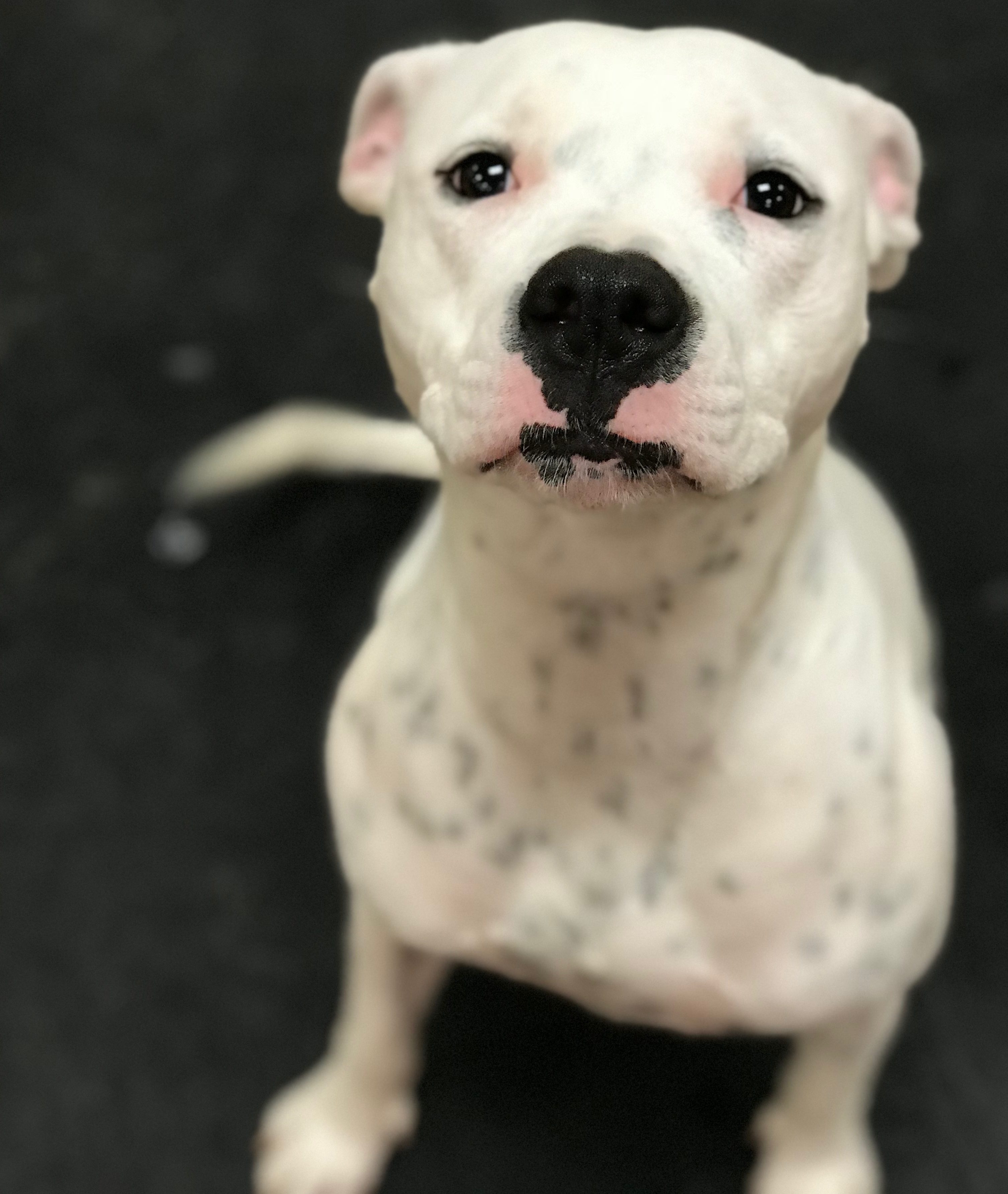 Super adorable white pitt bull mix at Dawg Gone It dog daycare in Monterey.