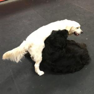 Golden retriever prepares to nap atop Newfoundland at Dawg Gone It dog kennel in Monterey.