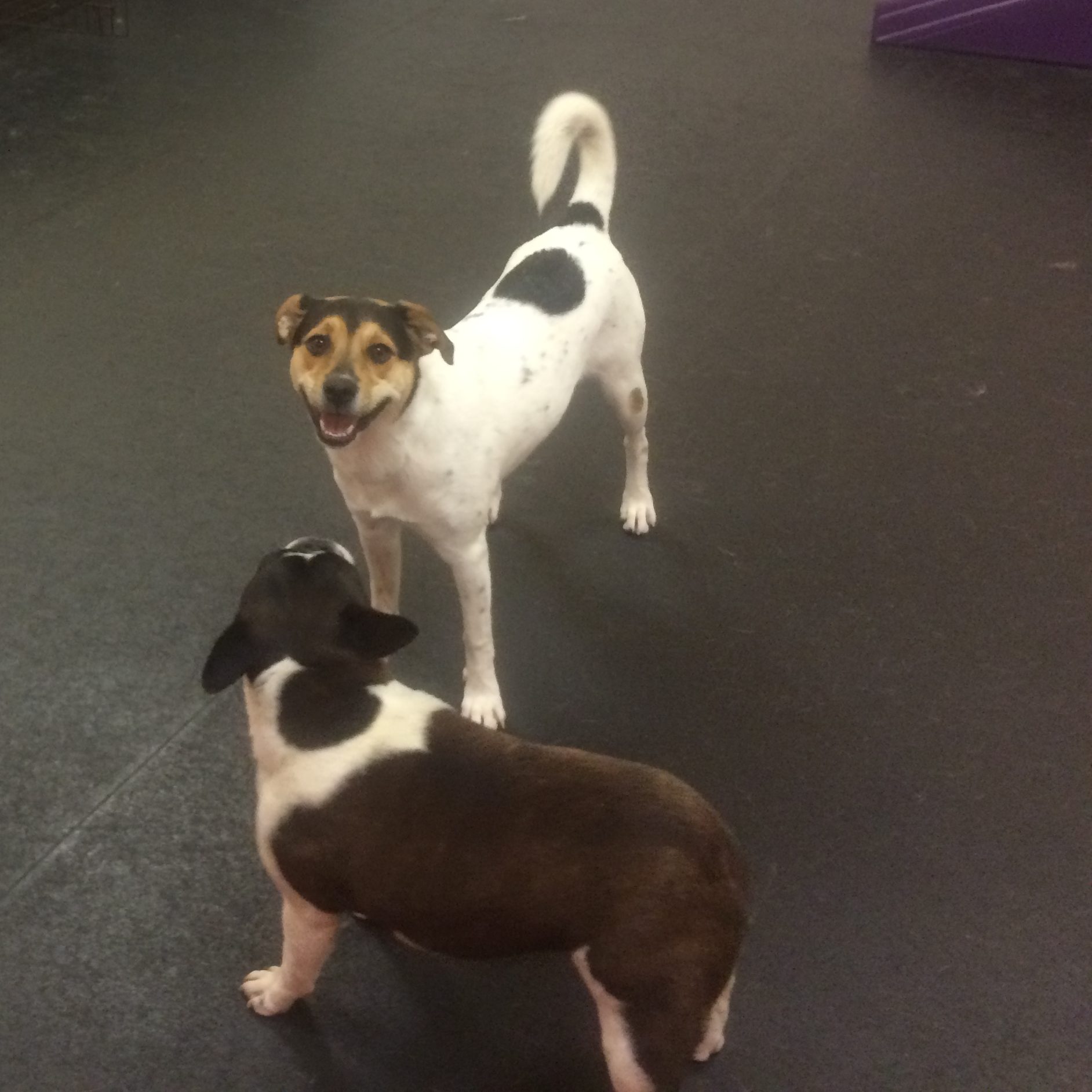 Jack Russell mix and French Bulldog having fun at Dawg Gone It Doggie Daycare in Monterey