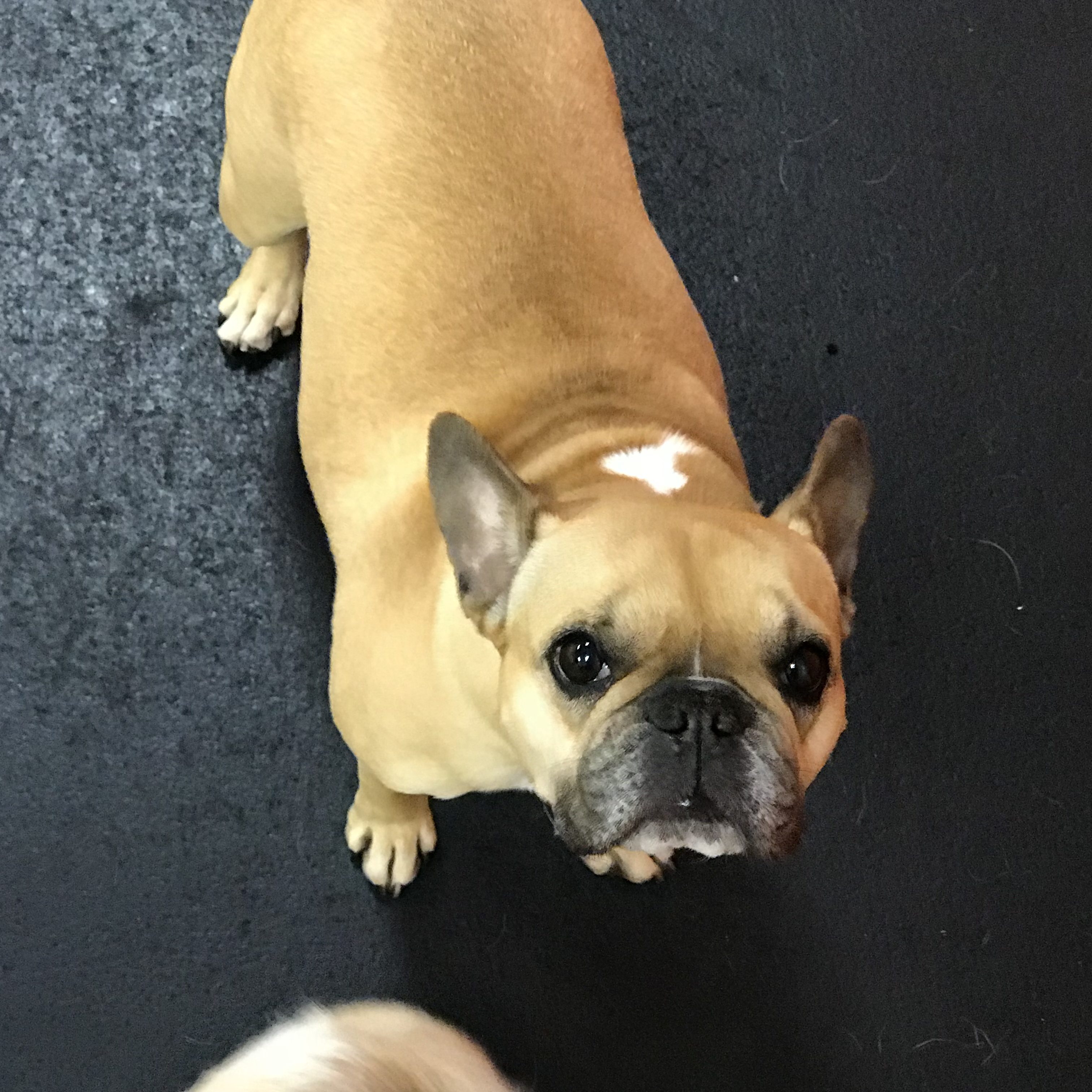 French Bulldog at Dawg Gone It doggie daycare in Monterey.