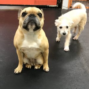 French Bulldog looking like a penguin at Dawg Gone It dog kennel in Monterey.