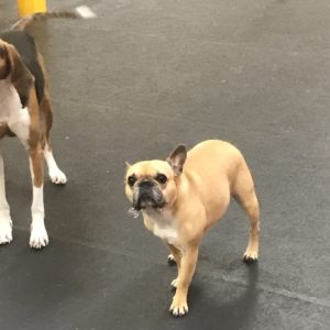 French Bulldog with a spit bubble at Dawg Gone It dog kennel in Monterey.