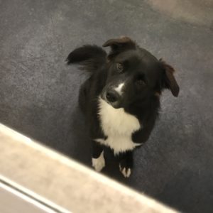 Border Collie at Dawg Gone It dog daycare in Monterey.