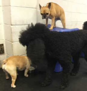 French Bulldog contemplating pride at Dawg Gone It dog daycare.