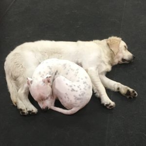 Golden retriever and pitt bull mix cuddle at Dawg Gone It dog daycare in Monterey.