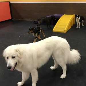 Dogs playing at Dawg Gone It doggy daycare in Monterey